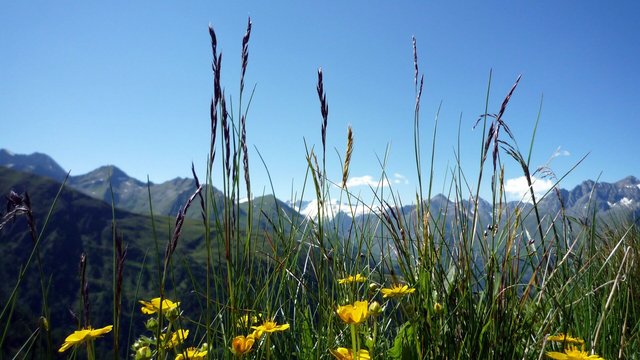 Farbenfrohe Alpenwiese | Bild Sabine Voss