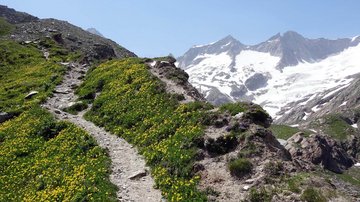 eine ehemalige Seitenmoräne des Simonykees zur Essener-Rostocker Hütte