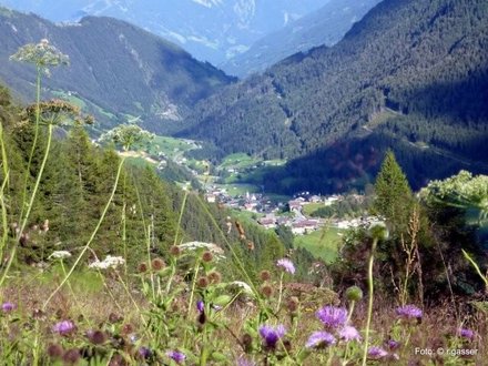 Blumenweg Sajatmähder – Blütenpracht in Osttirol erleben