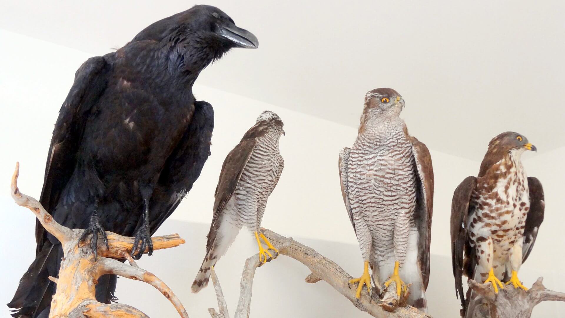 Nationalpark Ausstellung