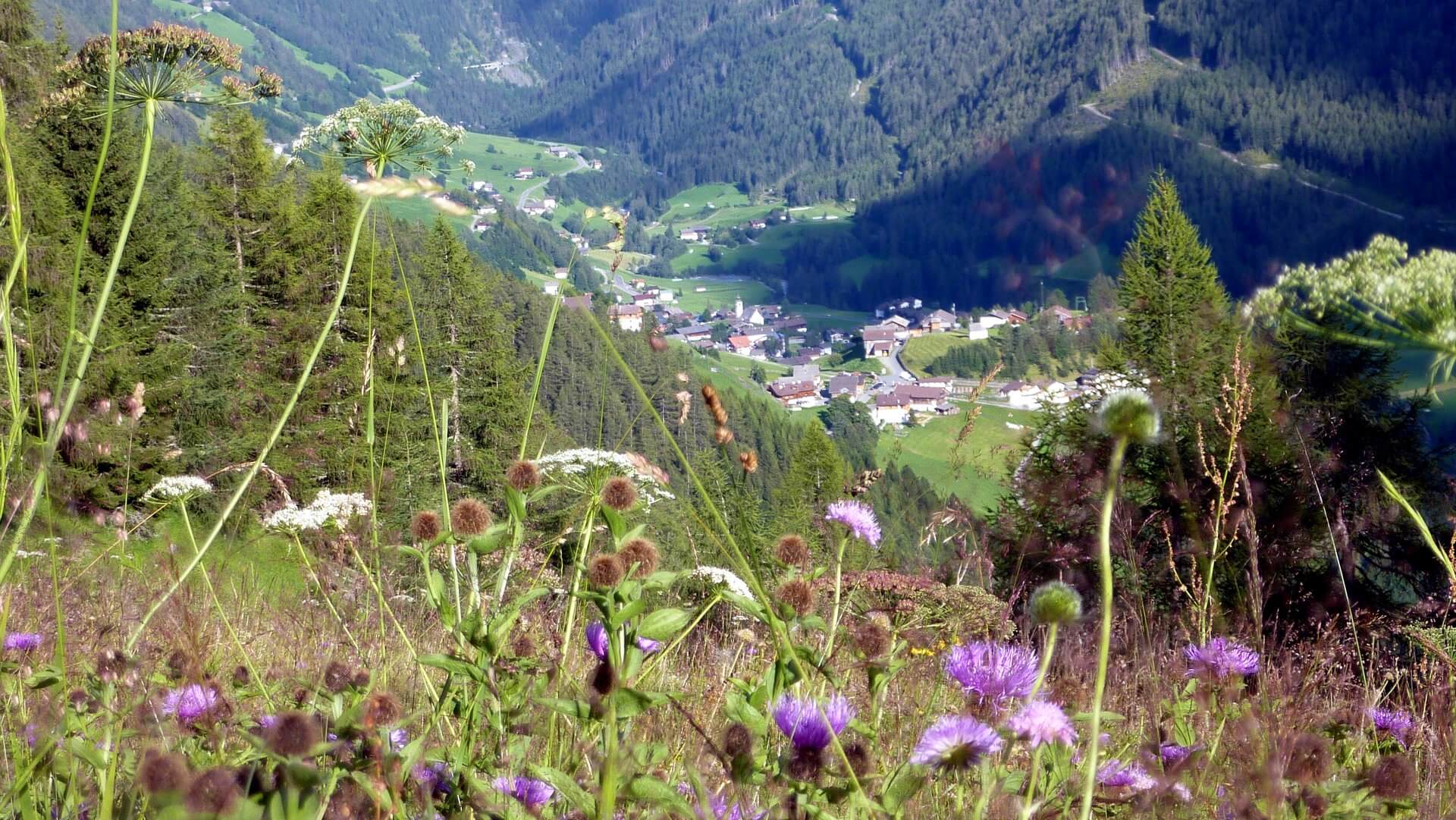 Blumenweg Sajatmähder Wanderweg Prägraten Virgental