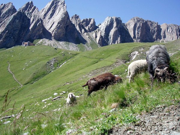 Neue Sajathütte 2.600m