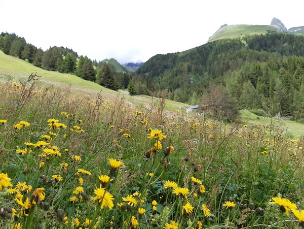 Almhütte Goisnalm 1.620m