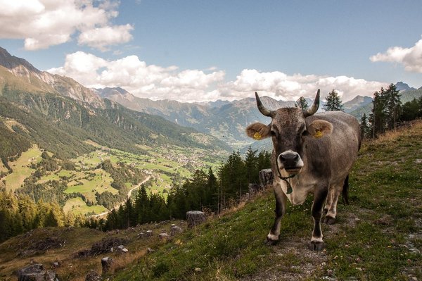 Almhütte Marcher Alm auf 1.700m