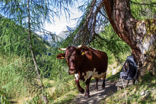 Lasnitzenhütte 1900m