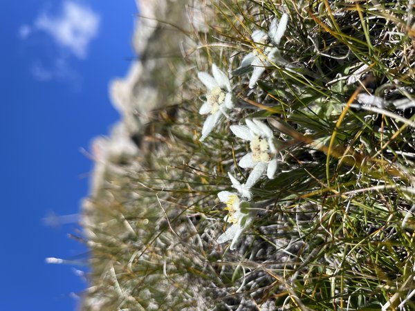 Angstingeralm  1.860m