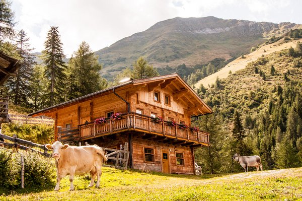 Almhütte Marcher Alm auf 1.700m